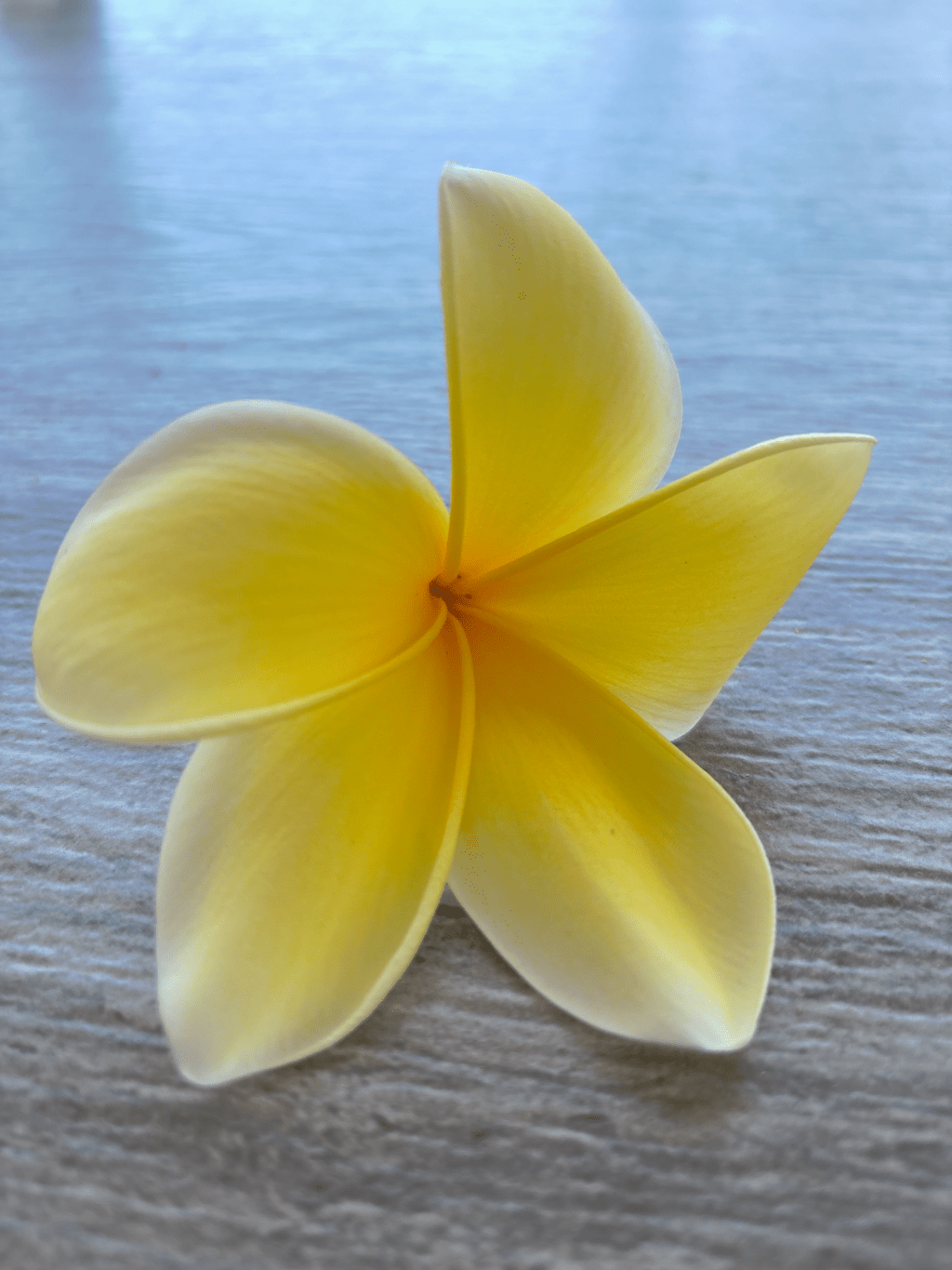 Frangipani
