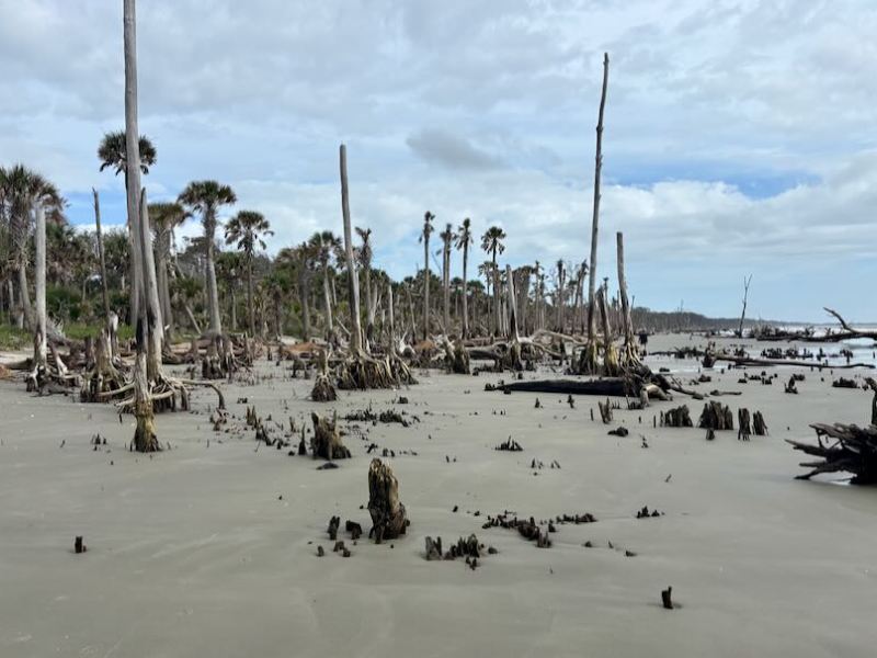 The Forest By The&nbsp;Sea