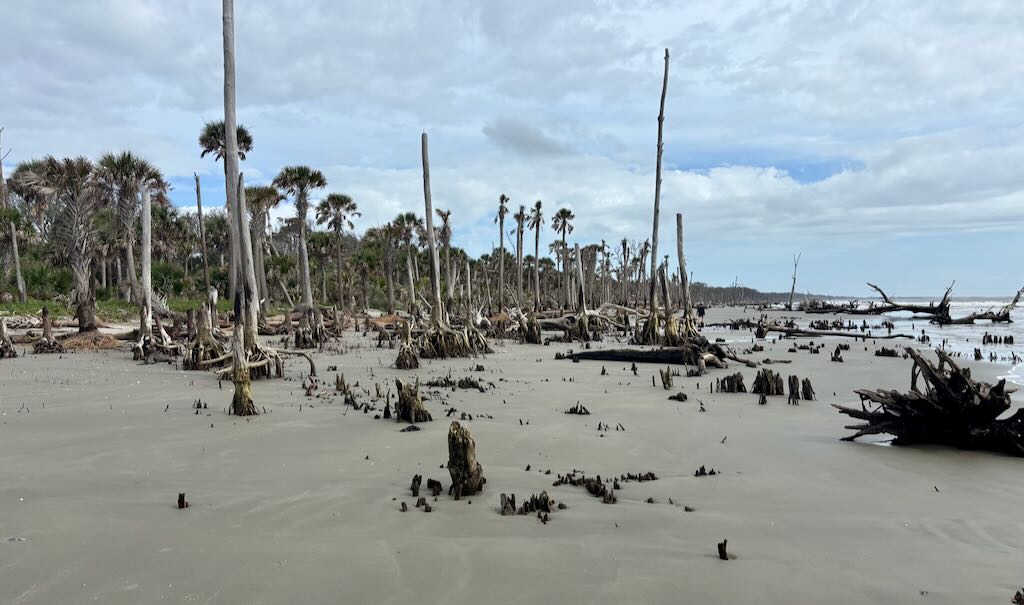 The Forest By The&nbsp;Sea