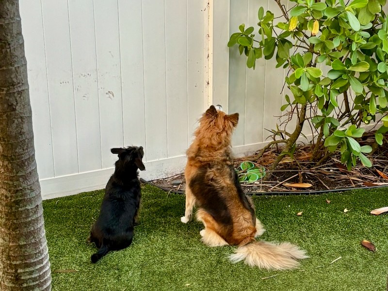 Waiting for a&nbsp;Squirrel